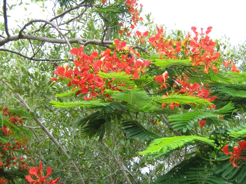 Flamboya tree, Mozambique 2009